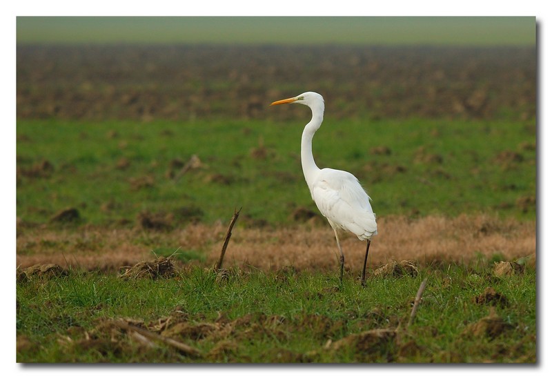 Airone bianco maggiore - Casmerodius albus